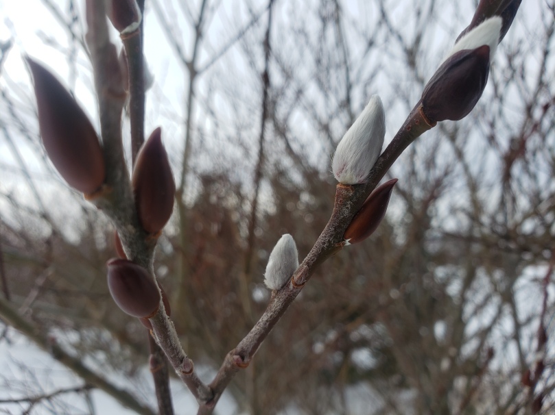 A spray of silvery white pussywillow buds just emerging. In the background, snow and leafless shrubs.