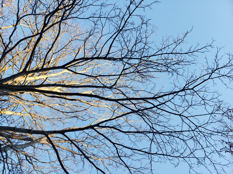 A photo looking upward into a huge, leafless maple tree. The tree stretches from the left frame of the photo all the way to the right. At the far right, the tips of the maple branches overlap with the tips of a larch tree. The lower branches are dark against a watery blue early evening sky, but the top maple branches are bathed in golden-hour setting sunlight.